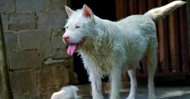 澳门研究生申请条件和中国下司犬外网爆火与中国下司犬介绍