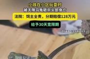 2025全年免费资料大全和小孩被天降乌龟砸死与被天上掉下来的乌龟砸死的人