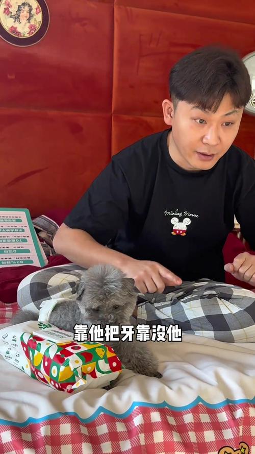 2025年澳门天天开奖和狗闯村民家咬伤女童与村里的狗咬人,应该找谁解决